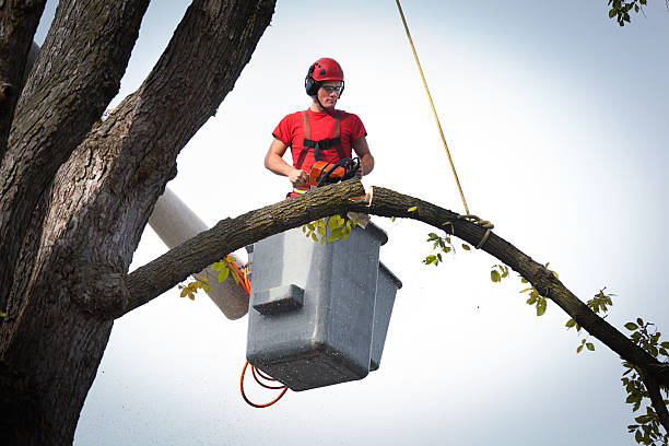 Best Arborist Services Near Me  in Auburn, WA